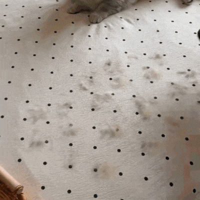 Gant Attrape-Poils Premium